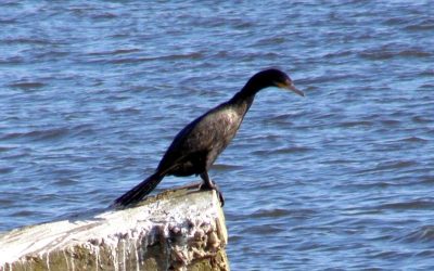 POSICIONAMIENTO DE MERCOCIUDADES HACIA LA COP 16 DE BIODIVERSIDAD