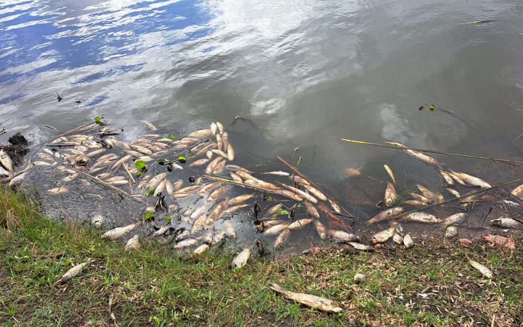 MORTANDAD DE PECES DEBIDO A LAS BAJAS TEMPERATURAS