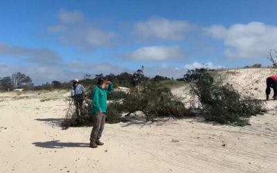 SE REALIZÓ EN BALNEARIO JAUREGUIBERRY JORNADA DE RESTAURACIÓN ECOLÓGICA