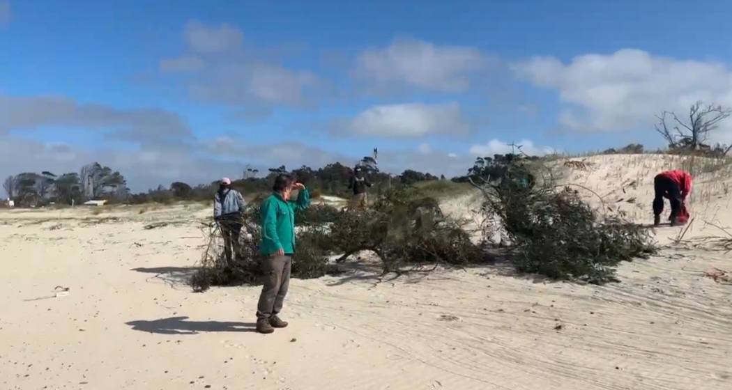 SE REALIZÓ EN BALNEARIO JAUREGUIBERRY JORNADA DE RESTAURACIÓN ECOLÓGICA